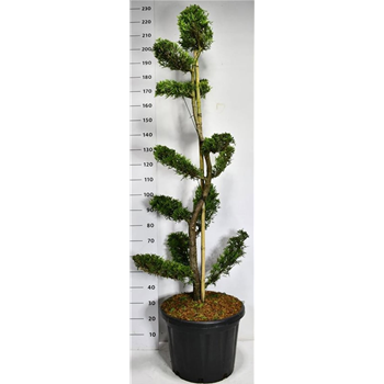 xCupressocyparis leylandii 'Castlewellan' F00006644