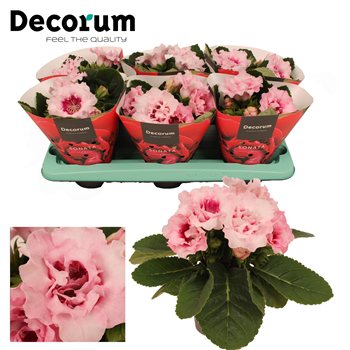 Gloxinia 'Sonata pink' F00000477