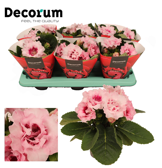 Gloxinia 'Sonata pink' F00000477