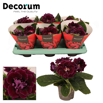 Gloxinia Sonata lila F00000478