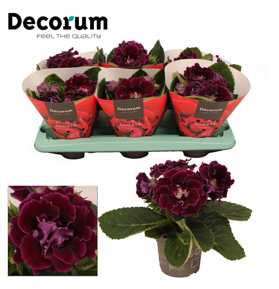 Gloxinia Sonata lila F00000478