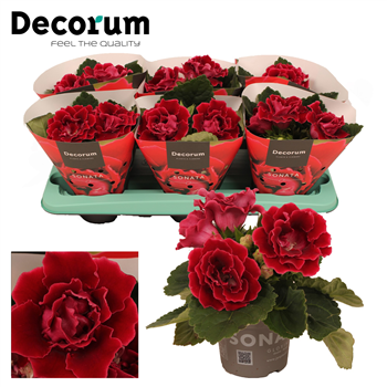 Gloxinia 'Sonata red' F00000476