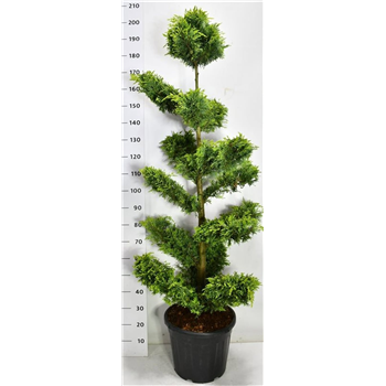 xCupressocyparis leylandii 'Gold Rider' F00006654