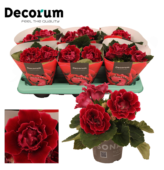 Gloxinia 'Sonata red' F00000476