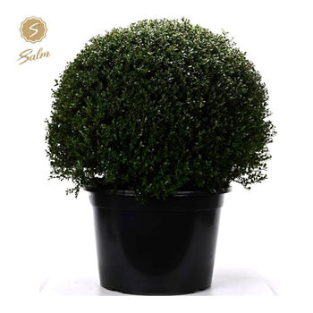 Ilex crenata F00007426