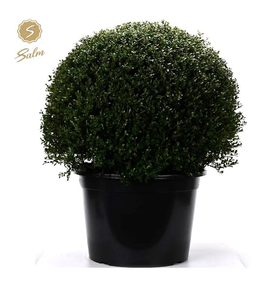 Ilex crenata F00007426