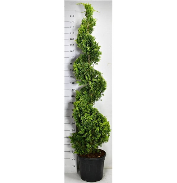 xCupressocyparis leylandii 'Gold Rider' F00006655