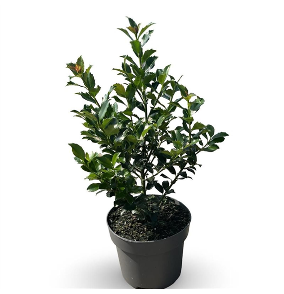 Ilex meserveae 'Blue Maid' F00008080