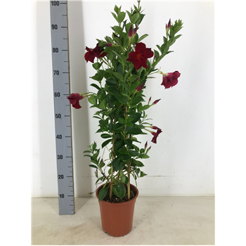 Mandevilla (Dipladenia) Rio Grande Red F00004821