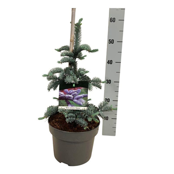 Abies procera 'Glauca' F00007397