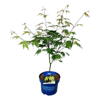 Javor 'Arctic Jade' F00008136