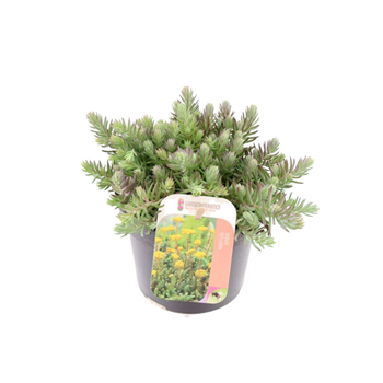 Sedum reflexum F00003197