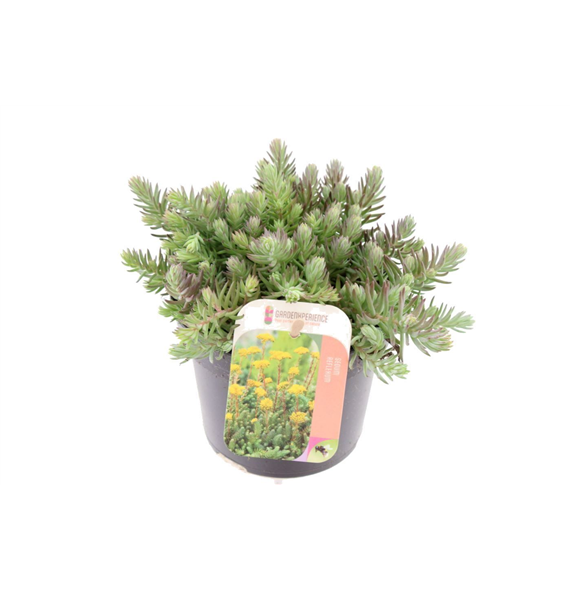 Sedum reflexum F00003197