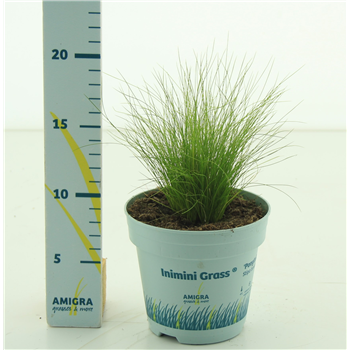 Stipa tenuissima 'Ponytails' F00003785
