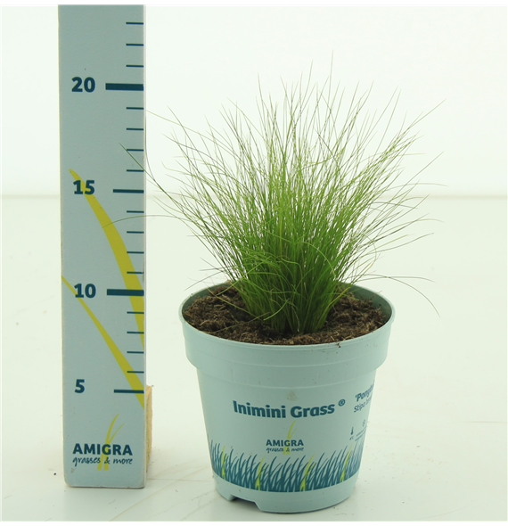 Stipa tenuissima 'Ponytails' F00003785