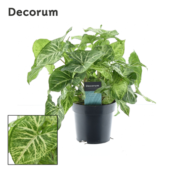 Syngonium Arrow Feel Green F00004199