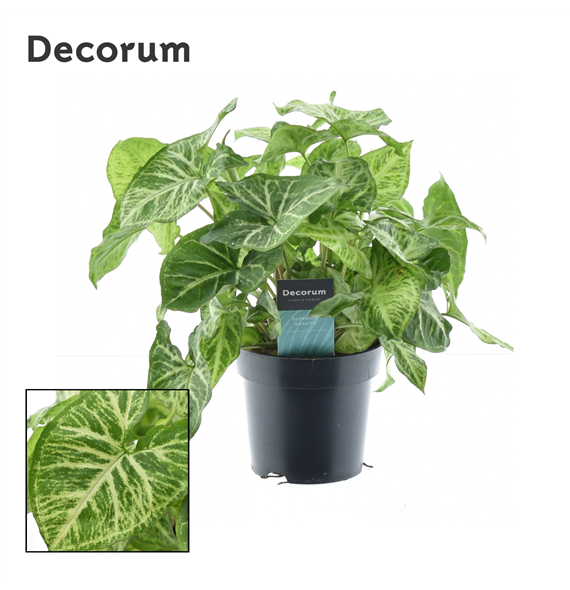 Syngonium Arrow Feel Green F00004199