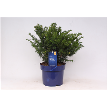 Taxus baccata 'Repandens' F00003647