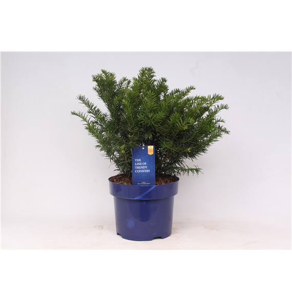 Taxus baccata 'Repandens' F00003647