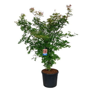 Javor 'North Wind' F00008161