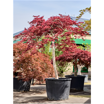 Javor pal diss 'Garnet' 5ACGASS17