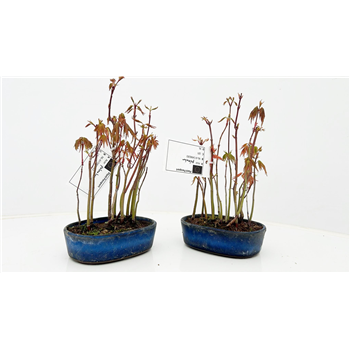 Javor palmatum F00007576