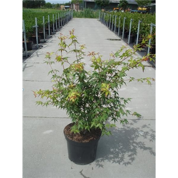 Javor palmatum F00008058