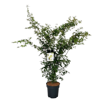 Javor palmatum F00007311