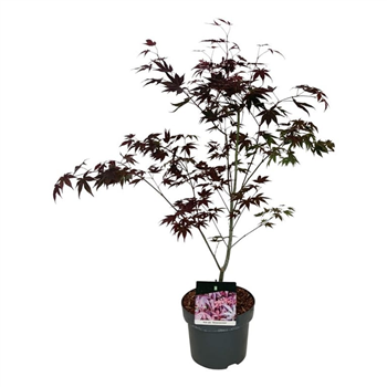 Javor palmatum 'Atropurpureum' F00005520