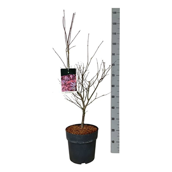 Javor palmatum 'Atropurpureum' F00007277