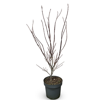 Javor palmatum 'Atropurpureum' F00008069