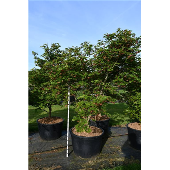 Javor palmatum 'Autumn Red' F00006178