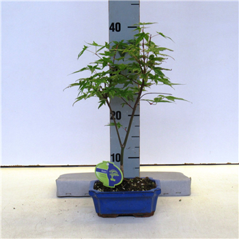 Javor palmatum 'Beni-maiko' F00007583