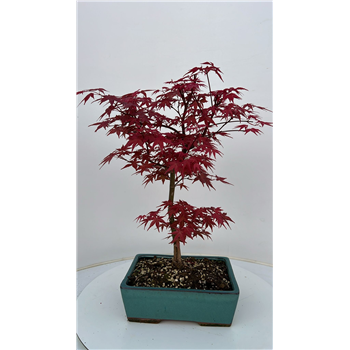 Javor palmatum 'Beni-maiko' F00007584