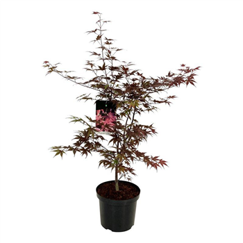 Javor palmatum 'Bloodgood' F00007275
