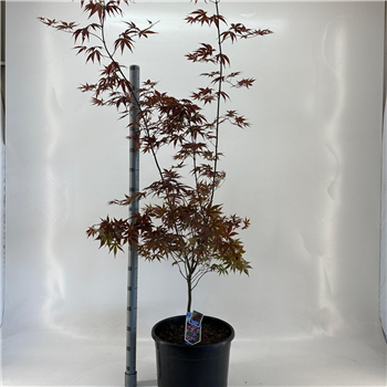 Javor palmatum 'Bloodgood' F00005795