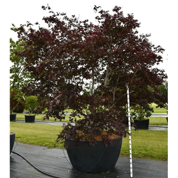 Javor palmatum 'Bloodgood' F00006080