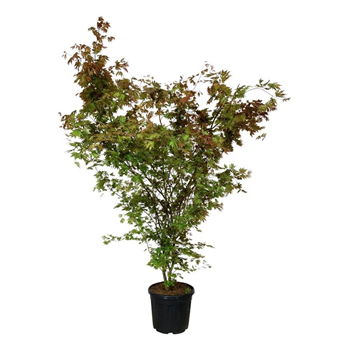 Javor palmatum 'Brown Sugar' F00007294