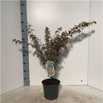 Javor palmatum 'Butterfly' F00005707