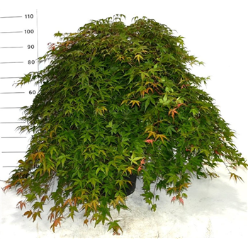 Javor palmatum 'Cascade Ruby' F00006163