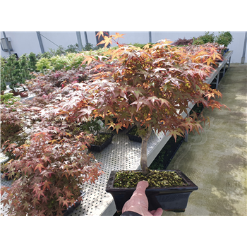 Javor palmatum 'Deshojo' F00007587