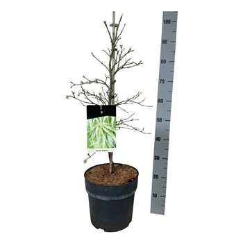 Javor palmatum 'Dissectum' F00007280