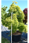 Javor palmatum 'Dissectum' F00006085
