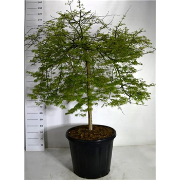 Javor palmatum 'Emerald Lace' F00006150