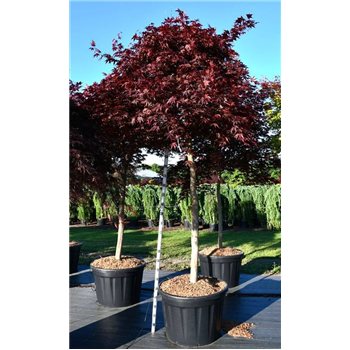 Javor palmatum 'Fireglow' F00006319
