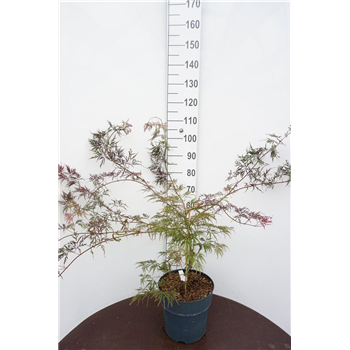 Javor palmatum 'Garnet' F00006727