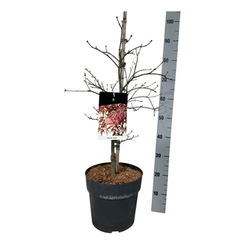 Javor palmatum 'Garnet' F00006907