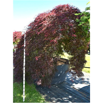 Javor palmatum 'Garnet' F00006177