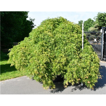 Javor palmatum 'Green Lace' F00006595