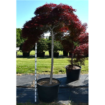 Javor palmatum 'Inaba-shidare' F00006315